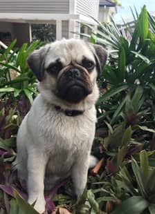 small-pug-in--garden